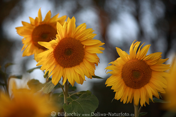 Sonnenblumen Kornscheibe-Trio rund gelb-rot Strahlenblüten verwischt heller Hintergrund