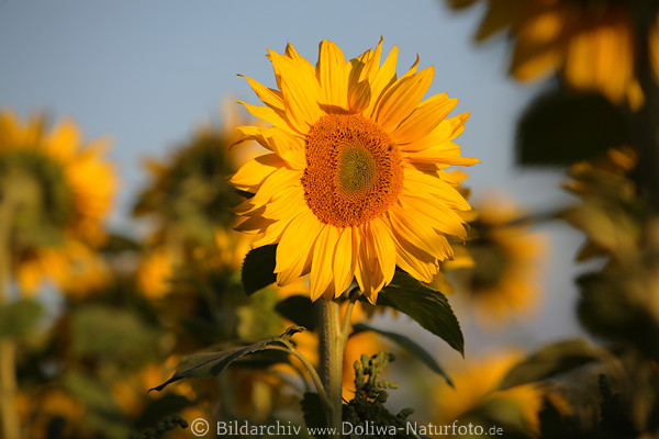 Sonnenblte gelb Rundblume Fruchtscheibe