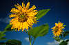 Sonnenblumen Foto Paar Gelbblüten Grünblätter kunstvolle Fotografie am Blauhimmel
