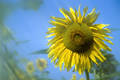 2911_Sonnenblume Fotodesign Gelbblüte verwischt Blauhimmel Bewegung abstrakt Unschärfe Bild