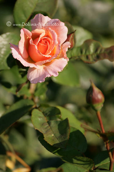 Rose Rosablte, Blte & Knospe, Gartenrose, gelb-rosa Duftrose, Parkrose, Zierpflanze