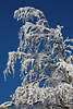 Schneebäume in Sonne Winterfotos: frostige Natur Winterzauber Fotografie weißen Eiskälte am blauen Himmel