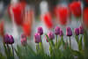 103506_Blütenkomposition Fotografie rot-viollett-weißen Farbenstimmung Landesgartenschau Aschersleben Reisetip