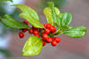 Stechpalme rote Beerenfrüchte Bilder Ilex immergrüne Blätter mit Dornen und ohne