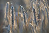 Roggenkorn Granen Bild Getreideähren in Kornfeld Gegenlicht beschienen