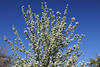 Birnbaum Blütenzweige Weissblühen am Blauhimmel Foto Pyrus Frühlingsblüte Bild