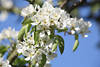 Blüten des Birnbaum Weissblühen Makrofoto Pyrus Frühlingsflora Bild am Blauhimmel