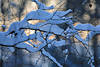 210039_ Winterkunst Wirrwarr Zweige mit Schnee in Gegenlicht romantisches Naturgeflecht