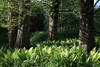 Farndickicht um Waldstämme Farnwedeln Grünfläche unter Bäumen