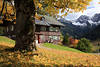 Herbstbaum Laub Goldfarben Blätter am Haus mit Schneegipfel Bergblick