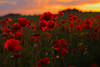 Wildblumenwiese Mohnbltenfeld Romantik Fotografie Klatschmohn Sonnenuntergang Bild