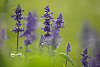 911533_ Ährensalbei Fotos Salvia farinacea Strata dunkle violetten Blümchen auf grünhell Hintergrund