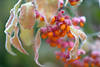 30497_ Pfaffenhütchen, Gemeiner Spindelstrauch Euonymus europaeus Beeren & Blätter