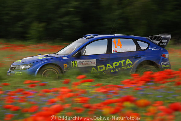 Subaru RennAuto speed Romantik blau in rot Klatschmohn Blumen-Landschaft Masuren Rally-Poland Naturstrecke