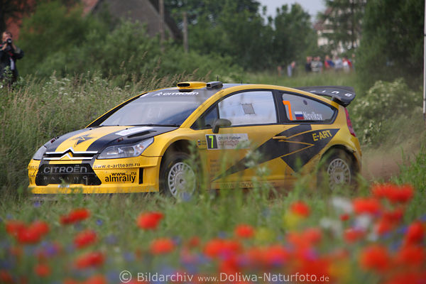Russe Novikow Citroen C4 WRC Auto in Kurve vor Rotblumen Masuren in Miechy Rennstrecke