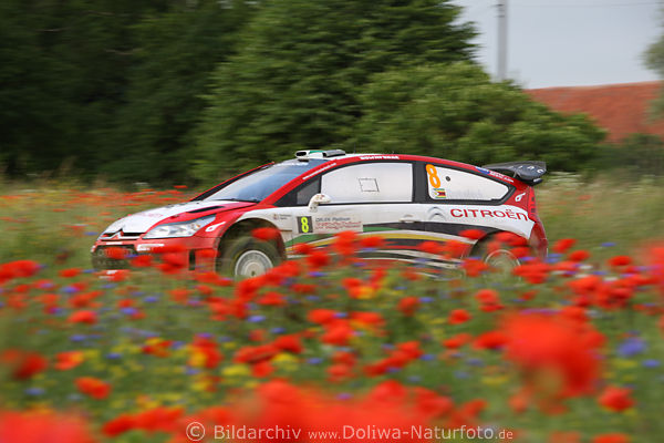 Citroen WRC Renn-Auto Rautenbachs in Wildblumenfeld Masuren rot-blau bunte Naturstrecke