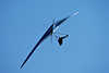 0105_ Drache Bild in Flugkurve durch Gewichtsverlagerung lenkt der Luftpilot  den Segeldrachen am Himmel