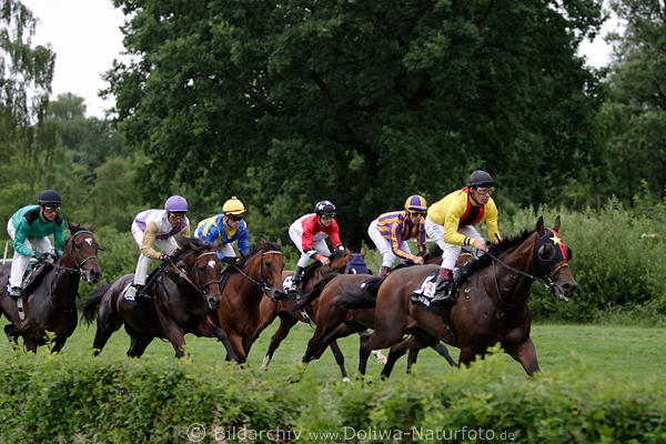 Galoppfoto im Grnen Glad Lion Andreas Boschert in Fhrung vor Sieger Areias