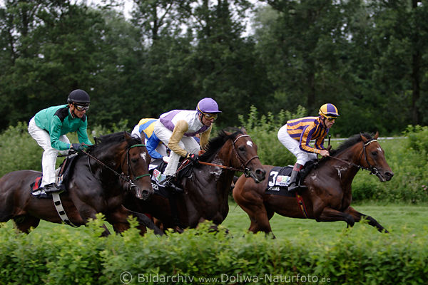 Pferde Dreier Galopprennen Aktionbild grne Laufbahn Sieger Areias mit Terence Hellier