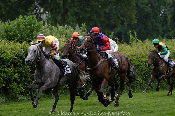 Galopprennen Dynamik-Pferdelauf auf Grnrasen vorn Vlastislav Korytar mit Tussi de Luxe