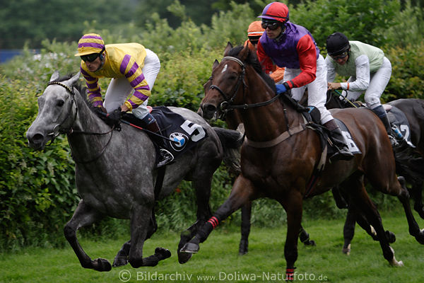 Galopp Hrdenrennen Aktionbild Pferde auf Grnrasen Jockey Vlastislav Korytar Tussi de Luxe auf Siegkurs