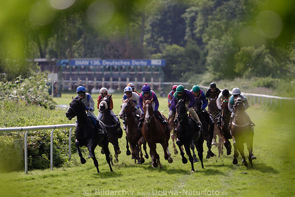 Pferderennen Galoppfoto in Blttern Gegenlicht knstlerisch Romantik Aktionbild