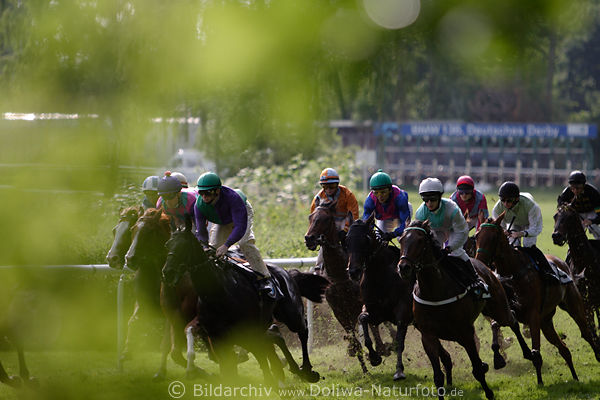 Galopp-Gegenlicht Reitertruppe in Grn Naturfoto vorne Baracaldo Jozef Bojko