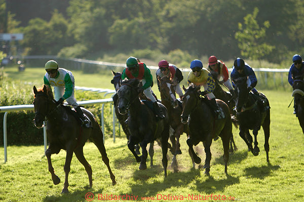 Pferde Galopp Gegenlicht Turffoto