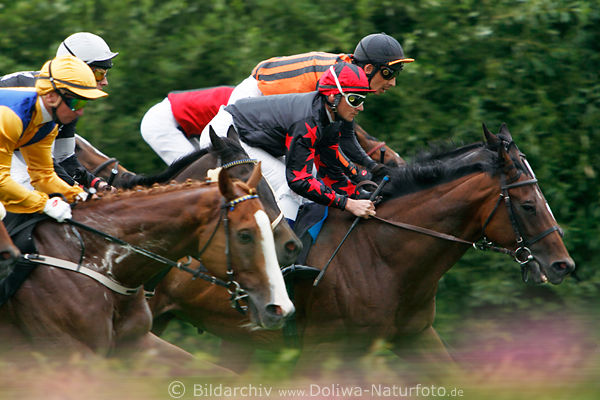 Pferde Galopprennen Bild grne blhende Rennbahn Jockey Rastislav Juracek