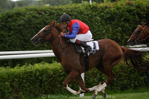 Terence Hellier Rennpferd Adlerflug Galopp-Bild Gestt Schlendernhan (Jens Hirschberger)
