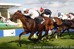 Galopp Finisch dynamik Fotografie BMW Derby in Hamburg Poster