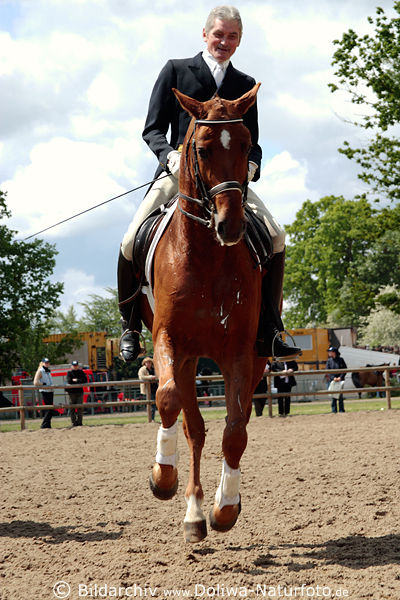 Seniorreiter zu Pferd Mann Routinier Training vor Dressurprfung