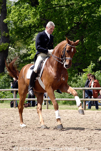 Dressur Altmeister Senior Reiter Training auf geschulten Pferd vor Dressurprfung