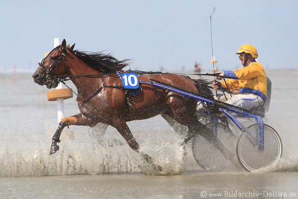 Sulky Traberlauf in Spritzwasser rennende Pferde 