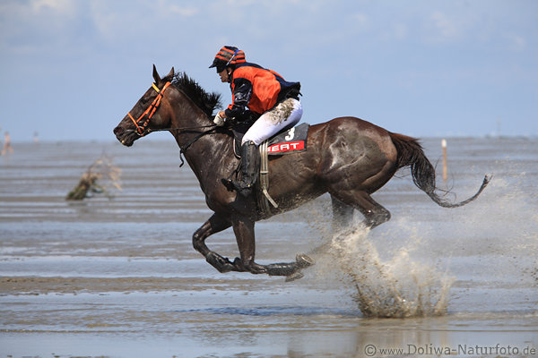 Pferd Galopprennen durch Watt schweben in Luft über Schlick Spritzwasser Pferd Galopprennen durch Watt schweben in Luft über Schlick Spritzwasser