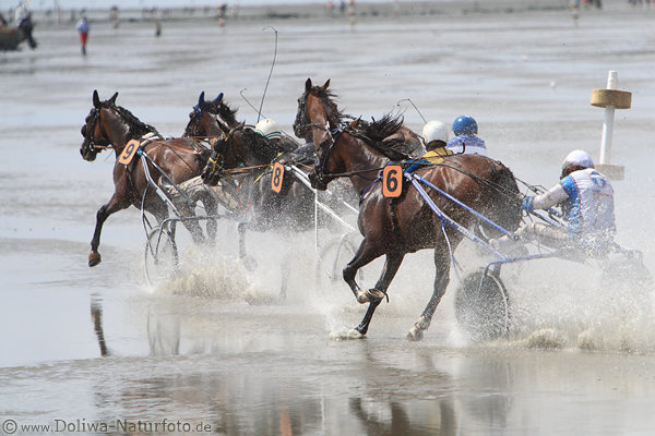 Traber-Gespanne Pferderennen im Watt-Spritzwasser Lauf-Aktionbild