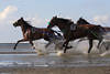 Pferderennen Traber Wettlauf in Wasserspritzer Meeresgrund Duhner Watt