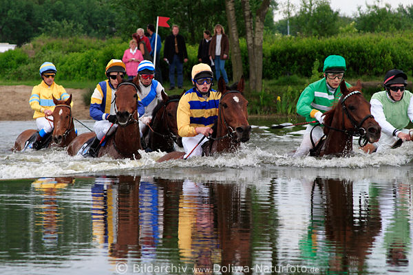 Seejagdrennen Pferde in Wasser re. Jockey P.A. Johnson, Natty Spree Hlavacek