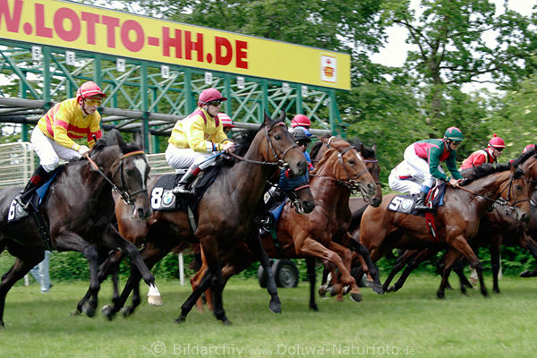 Startbild zum Turfrennen Preis Hamburger Lottostellen Pferde Wettlauf mit Jockeys