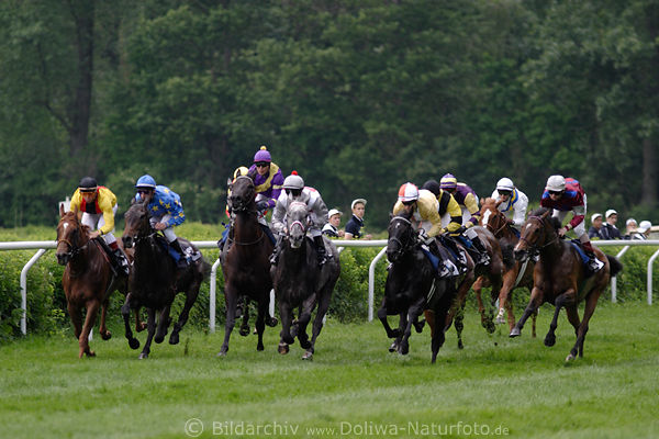 Rubellos-Rennen Galopp in 1400m kurzer Strecke v.li.vorn Sempergreen