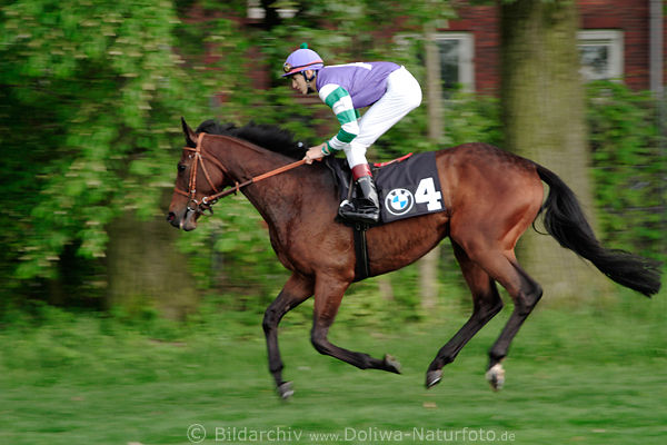 Gritz A. auf Lamantan Jockey zu Pferd leichter Aufwrmungsgalopp