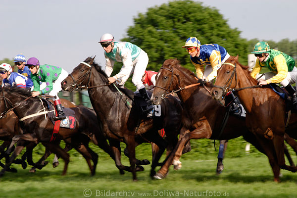 Galoppsprint im Sonnenschein nach Start im TOTO Rennen Rauschtempo