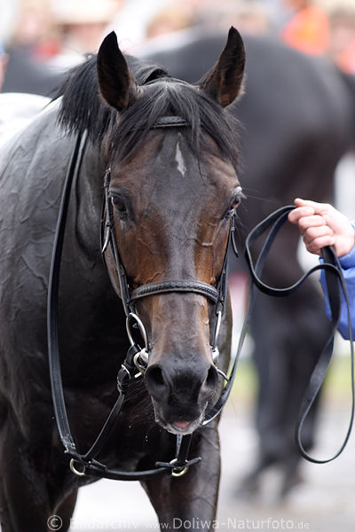 Peppercorn Stute Dusche nach Rennen vom Pferdestall Biovita (U. Ostmann)