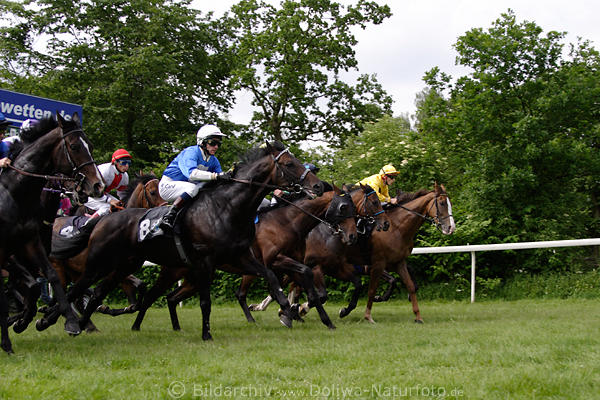 Kopf an Kopf Galopp-Rennfoto dichtes Pferdefeld nach Start zum Credite Suisse-Pokal