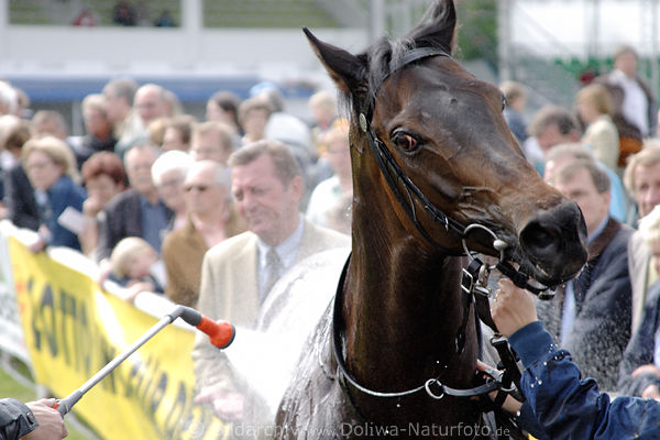 Spontano Kopf-Dusche Foto vor Publikum Diana-Meeting Stall Lone Ranger (Chr.Sprengel)