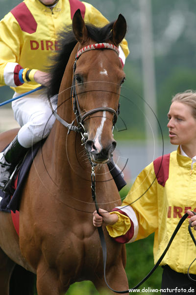 Pferdeflsterin Los Sainos Beruhigungsversuche vor Galopprennen