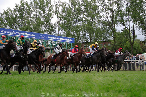Galopp-Start in Hamburg Pferdelauf 9. Darboven-Rennen vor Grnkulisse der Bume