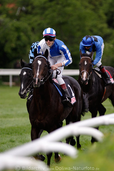 Jockey A. Gritz auf Cheirokratie nach Bosch-Trophy-Fotografie