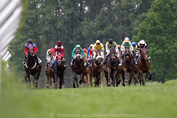 Gallopper Pferdetruppe Rennfoto am Zaun Bande Auenbahn Grnwiese vor Wald-Hintergrund