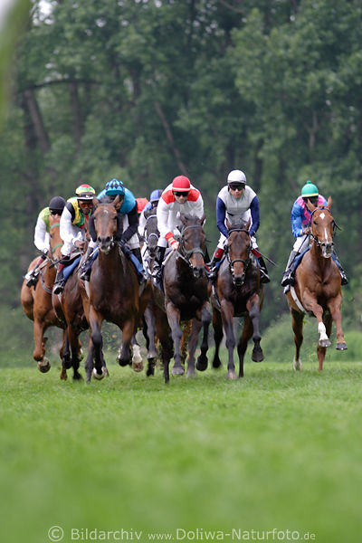 Rennende Pferdetruppe im Grnen Turfgerade hinterer Auen-Rennbahn
